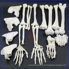 PNT-0100 hochwertiges Skelettmodell für Schulprojekt Erwachsene